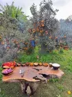 Date palm groves in the Egyptian countryside — Cairo rural life day tour